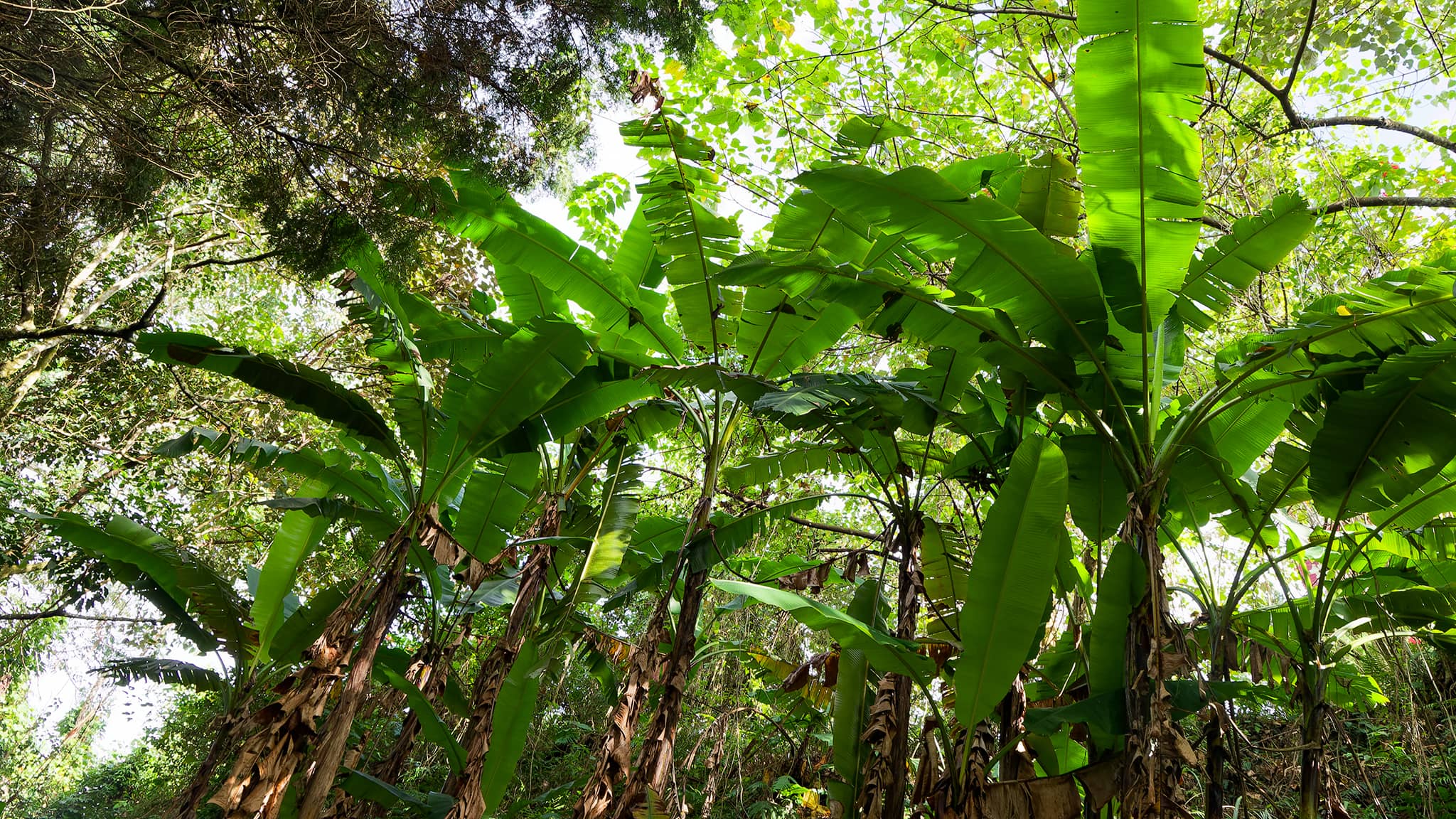 04 - Sun Moon Lake (21).jpg